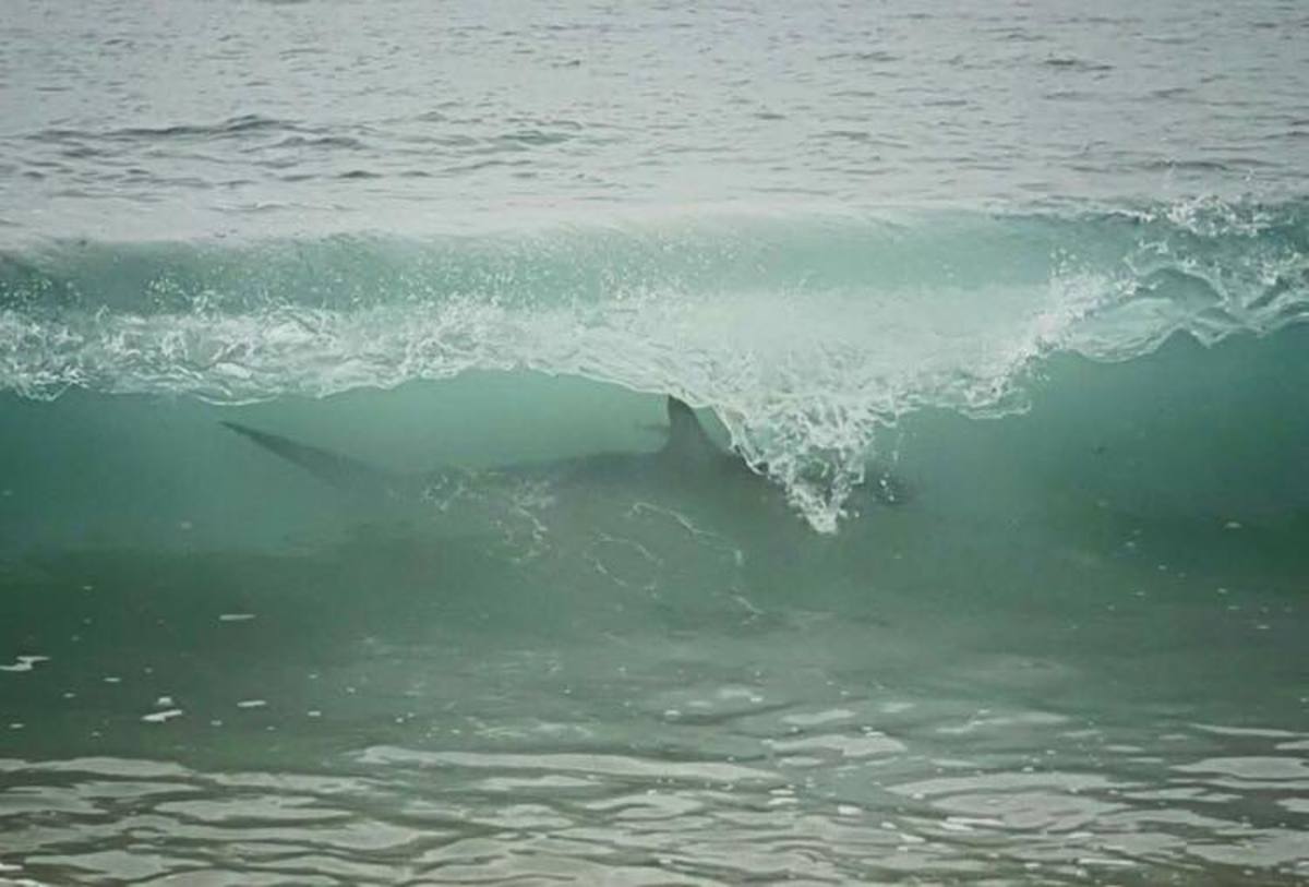 hammerhead