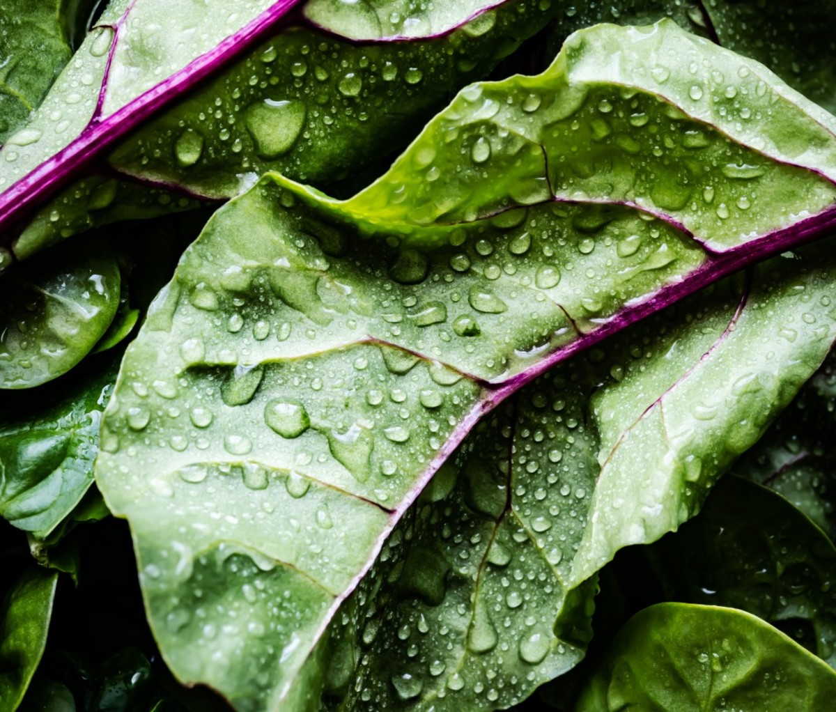 Leafy greens with water droplets