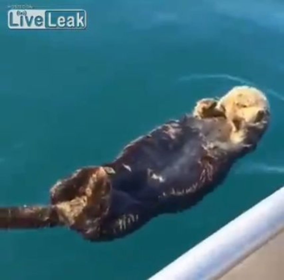 An unsuspecting, sleeping sea otter gets a rude awakening. Photo: Screen grab