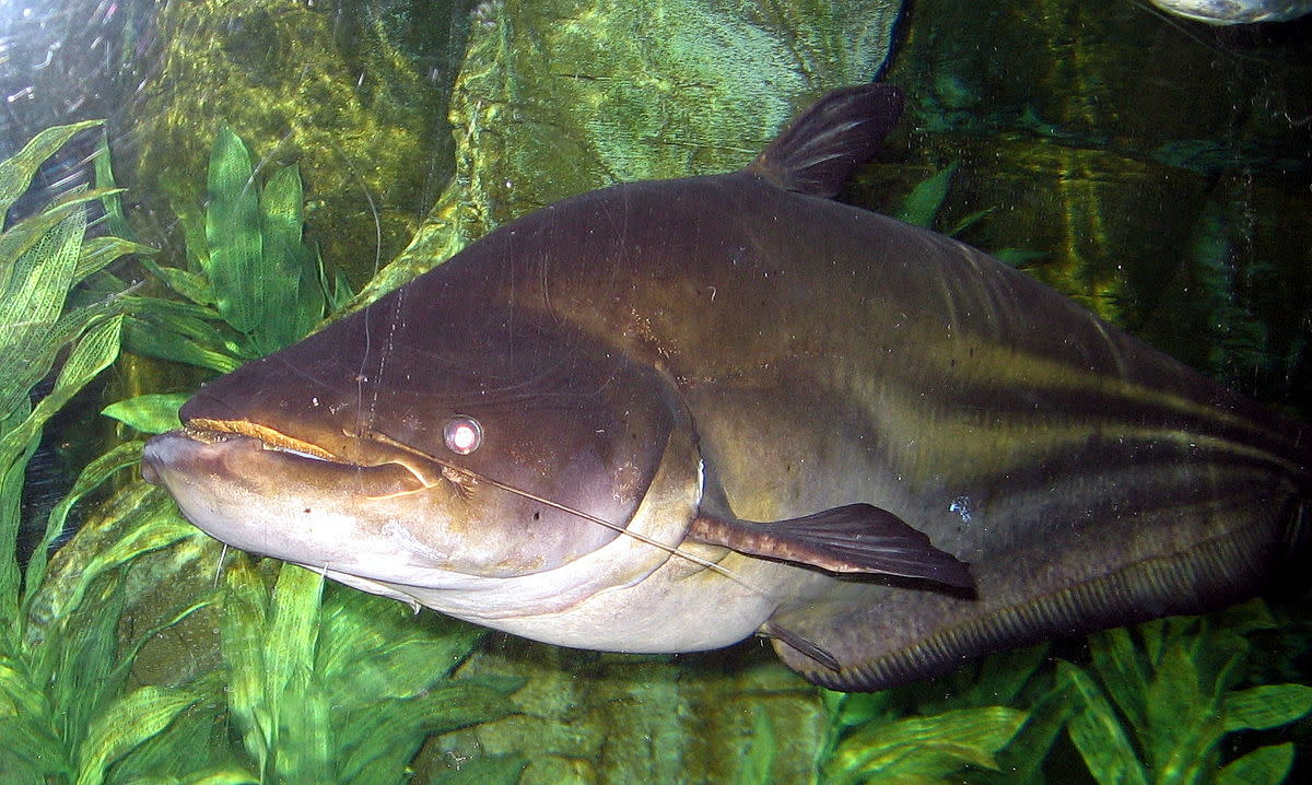 The Mekong giant catfish is rare and critically endangered.