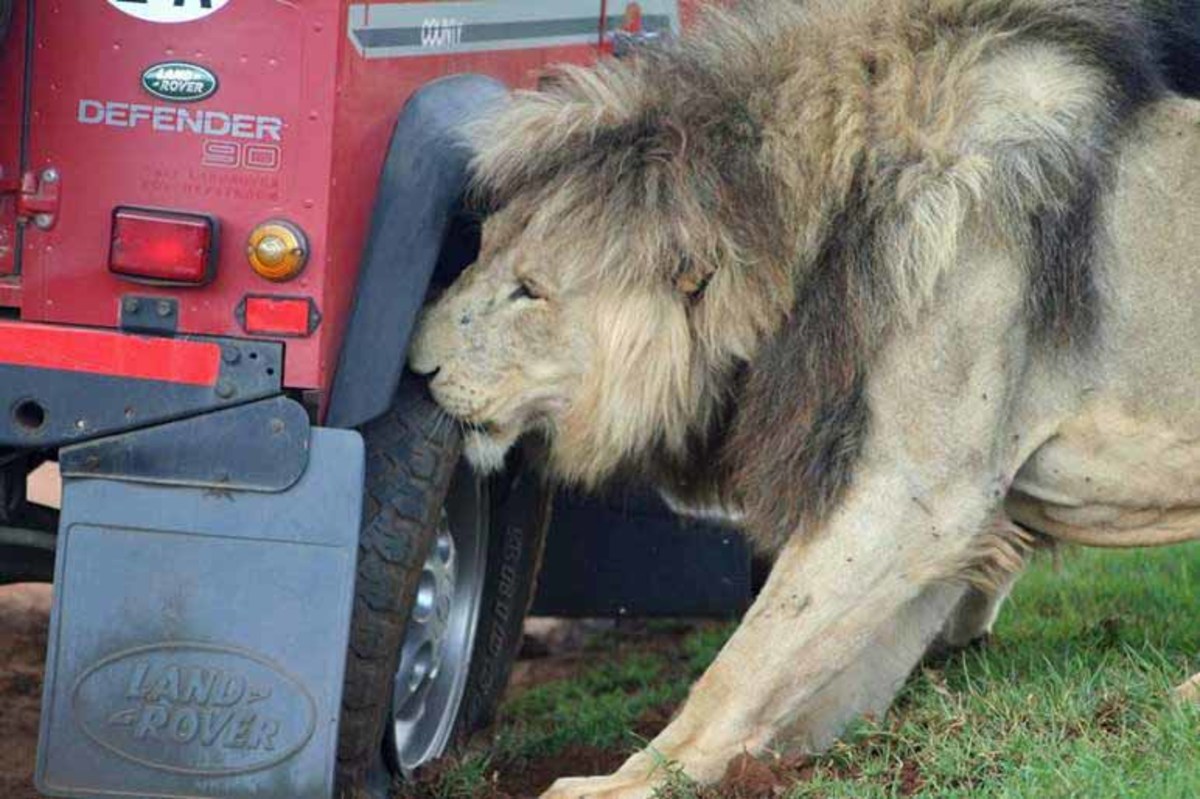 Lions tried to eat the tires of the safari truck.