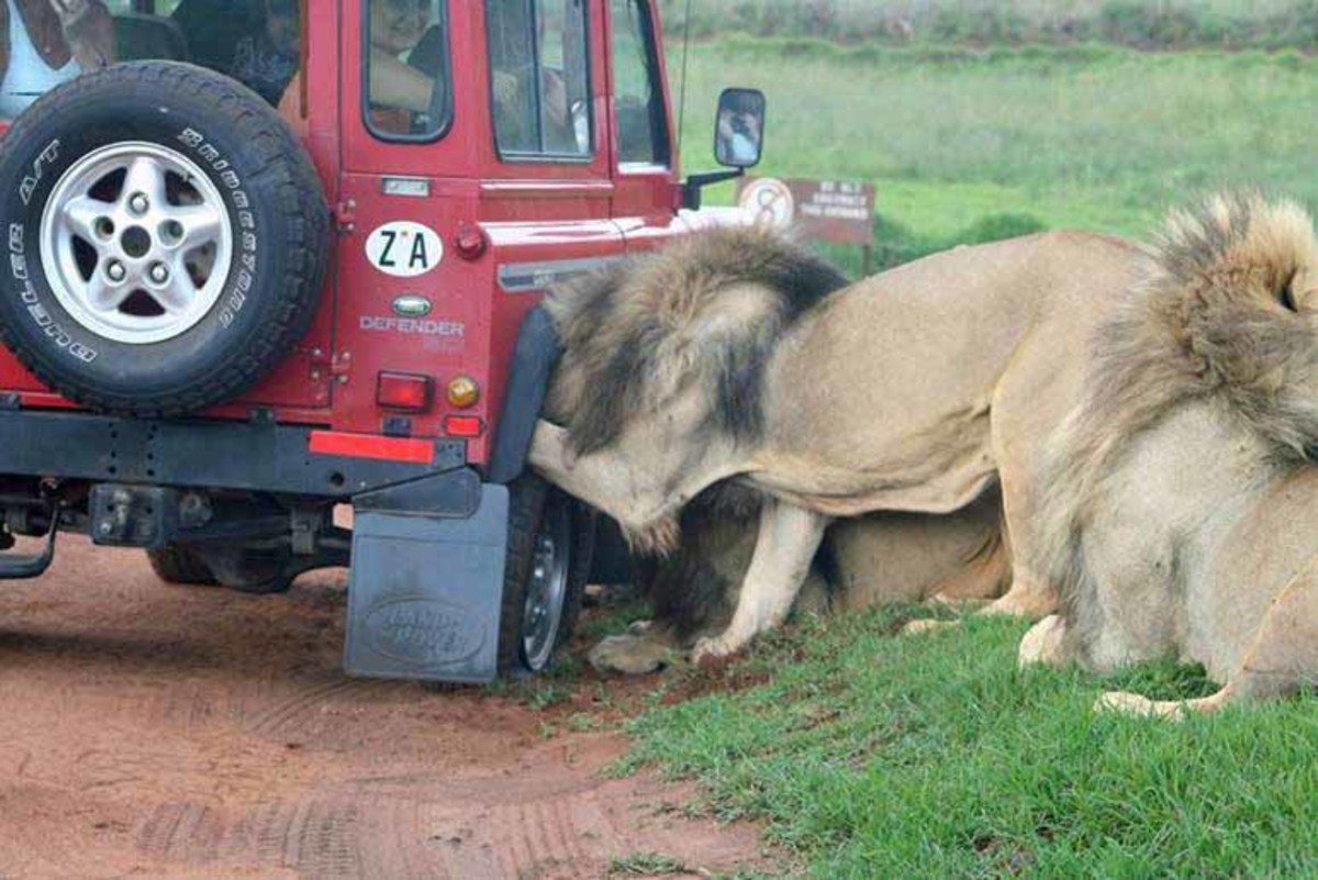 Tourists inside were terrified as the lions mauled the truck for an hour.