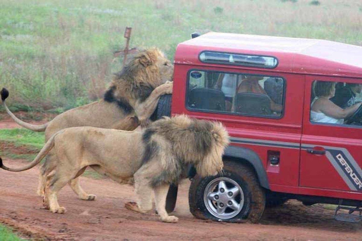 Lions destroy tires and attempt to shatter windows to get at the humans inside.