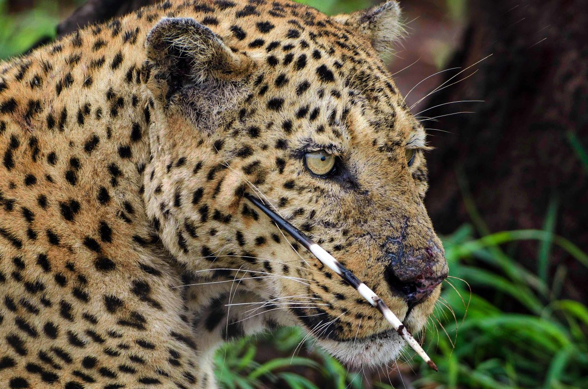 Leopard with a quill under its eye after attack on porcupine went horribly wrong.