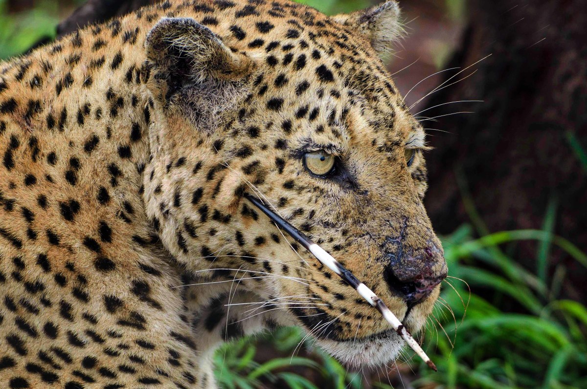 Leopard with a quill under its eye after attack on porcupine went horribly wrong. 
