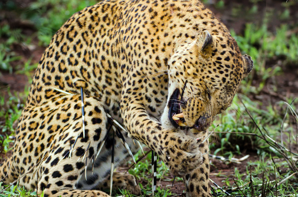 Leopard took an hour to remove at least two-dozen quills from the porcupine attack.