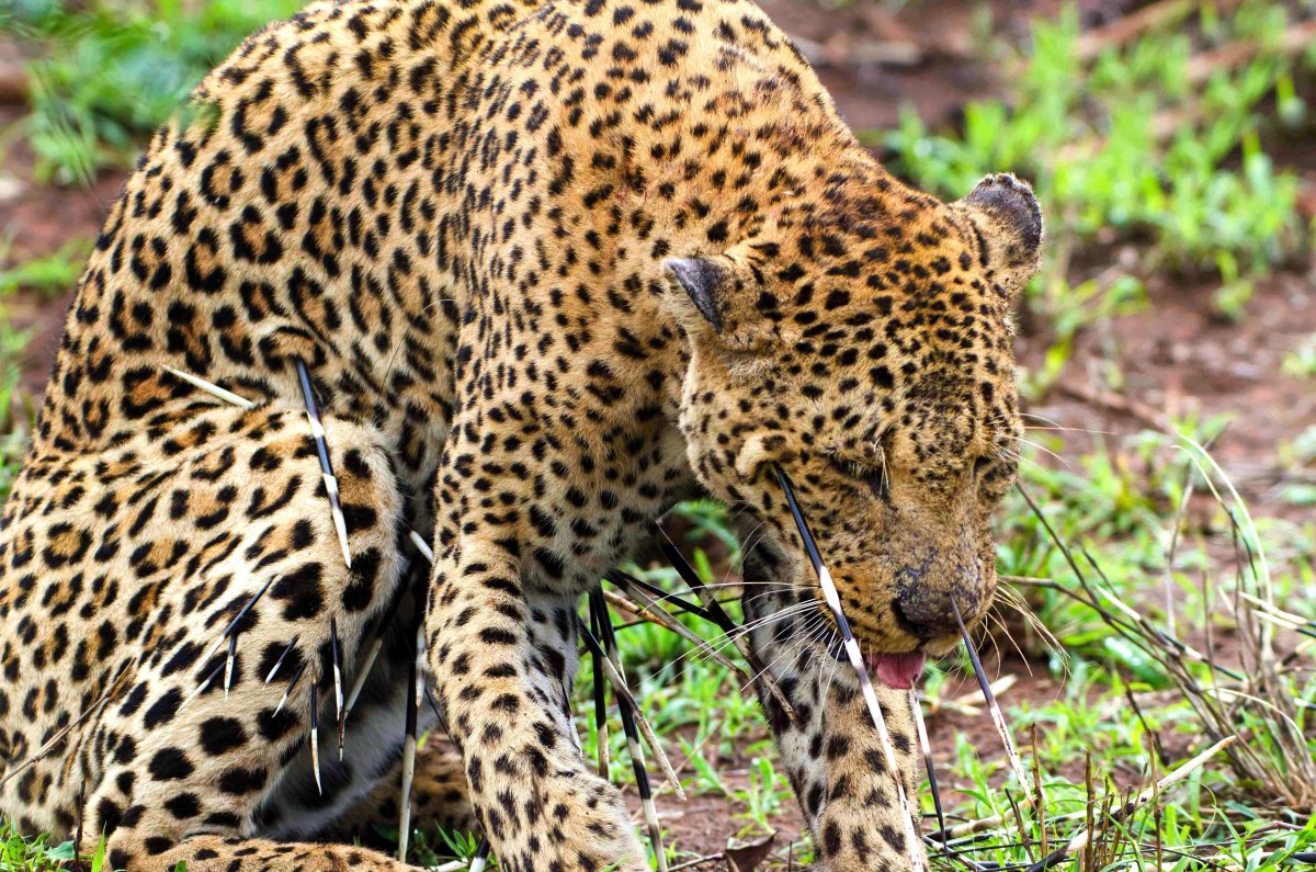 Leopard was in extreme pain after porcupine attack.