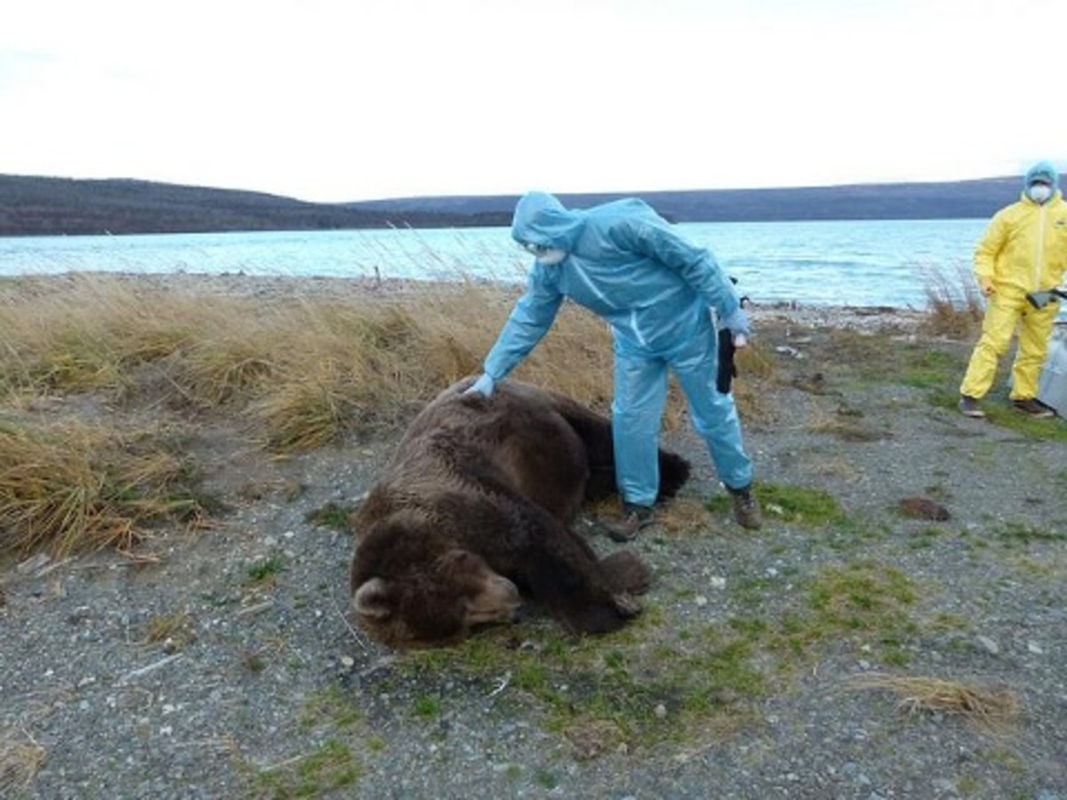 Katmai National Park officials are investigating the sudden deaths of an adult brown bear and a cub that were witnessed on the park's bear cam.