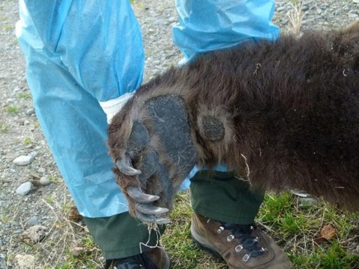A cub and adult male brown bear died of mysterious causes.
