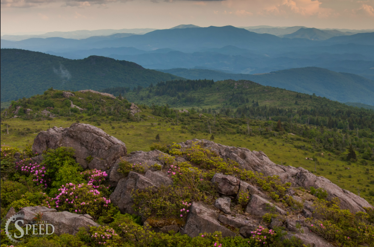 Ponies graze in the shadow of Rhododendron Trail in Virginia. Photo: Michael Speed