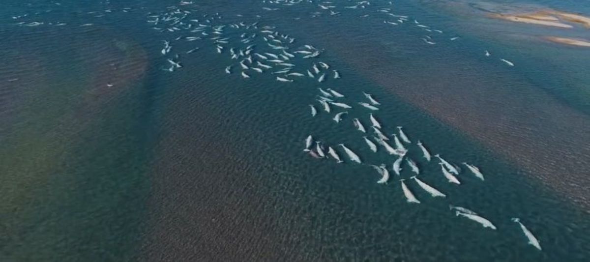 Cunningham Inlet is one of the last beluga whale nurseries on Earth.