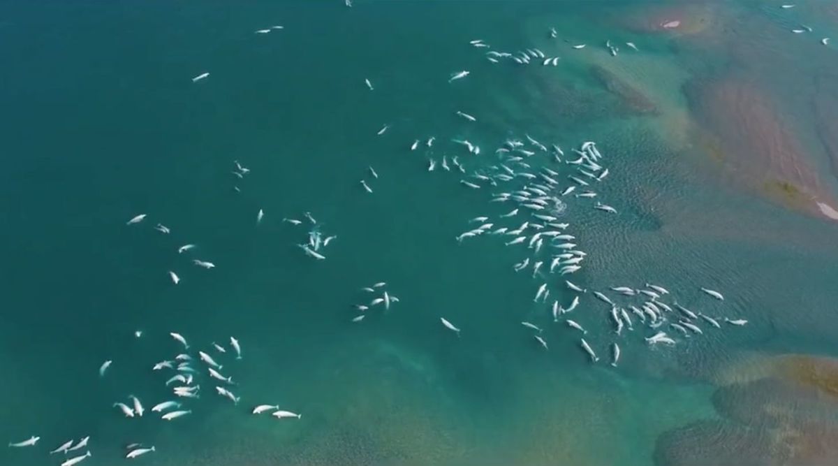 Nansen Weber captured video of 2,000 beluga whales via drone.