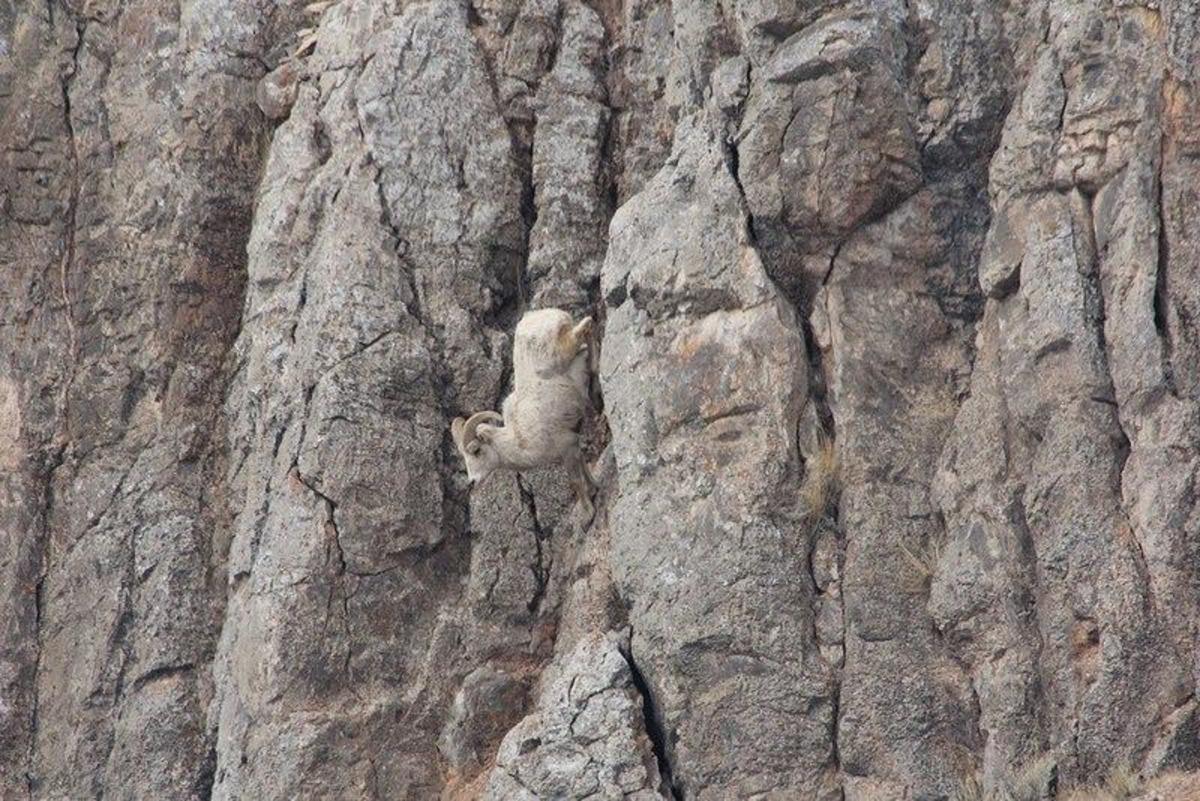 Bighorn3