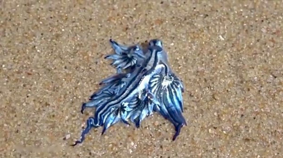 Some say it's from another world, this creepy blue sea creature that washed ashore along the Gold Coast.