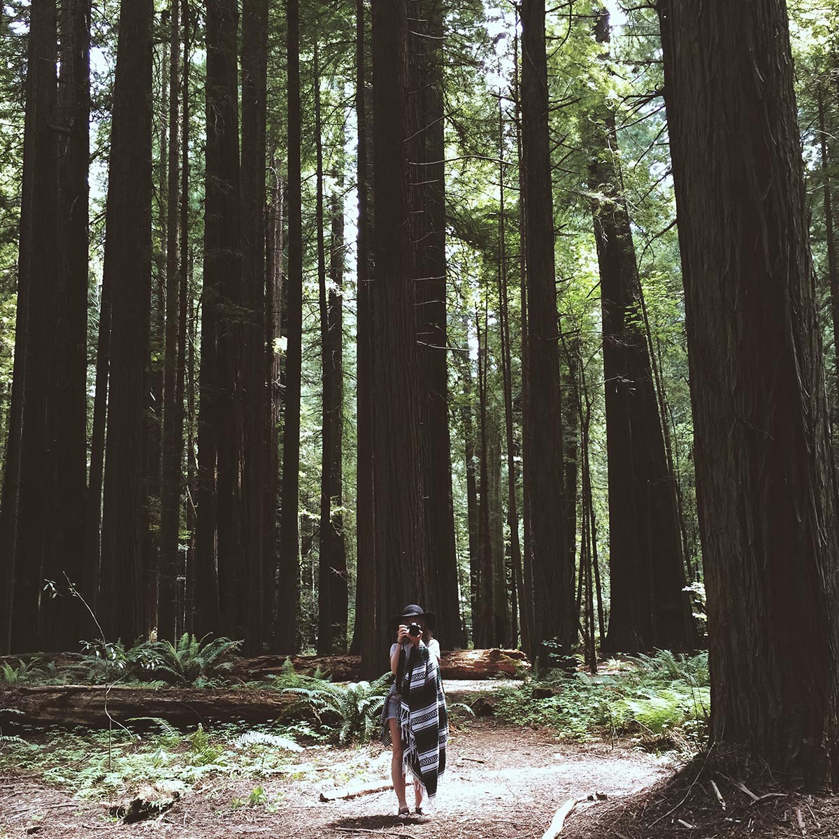 redwoods