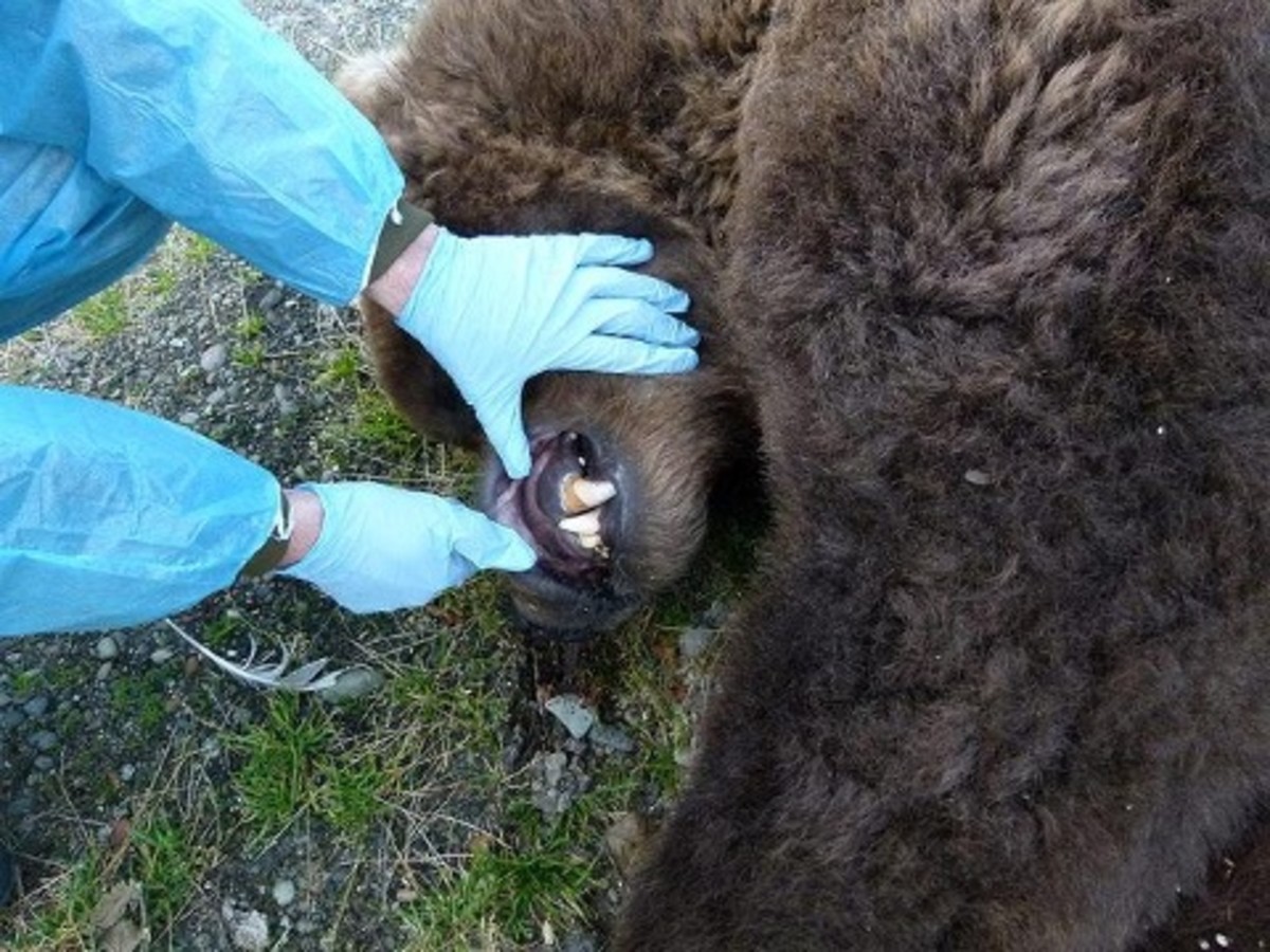 Rarely, if ever, have Katmai National Park officials ever witnessed a bear die of unknown causes.