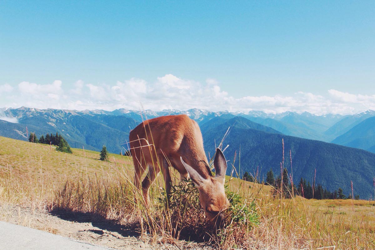 A deer grazes in Olympic National Park. Photo: Plainjaneglory/Twenty20