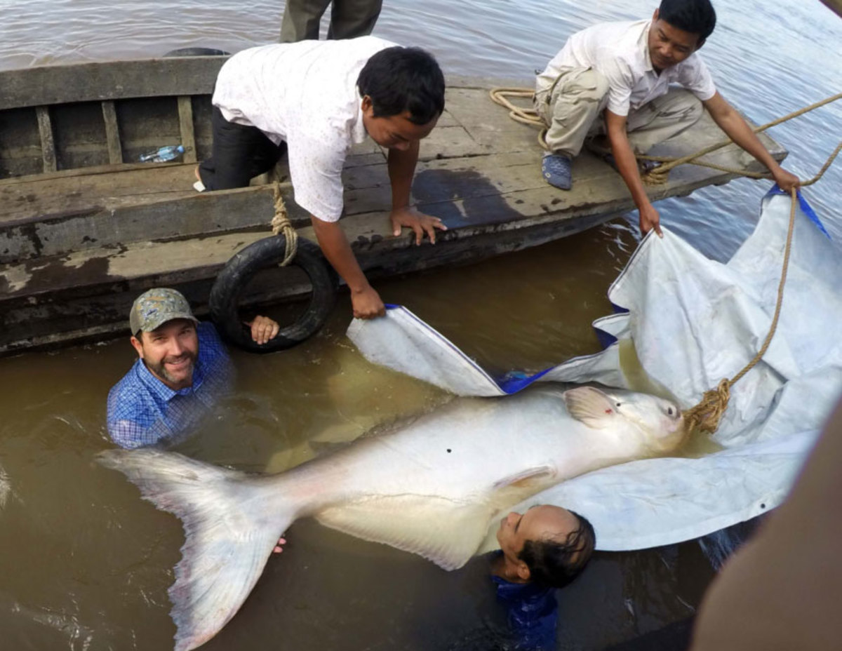 A massive and rare Mekong giant catfish is tagged and released in Cambodia.