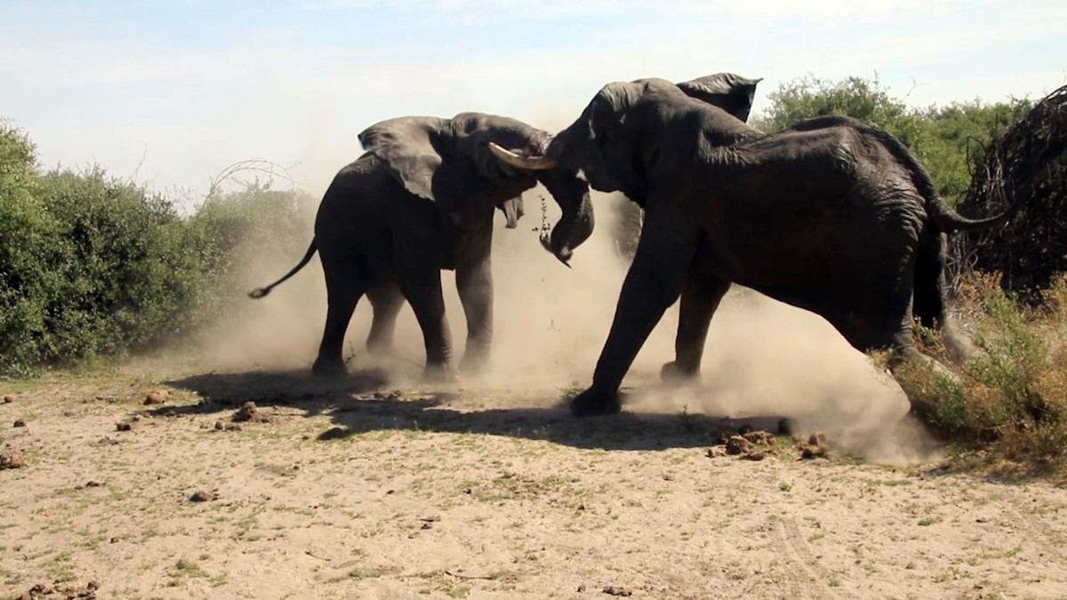 Two raging elephants battle for superiority in Botswana.