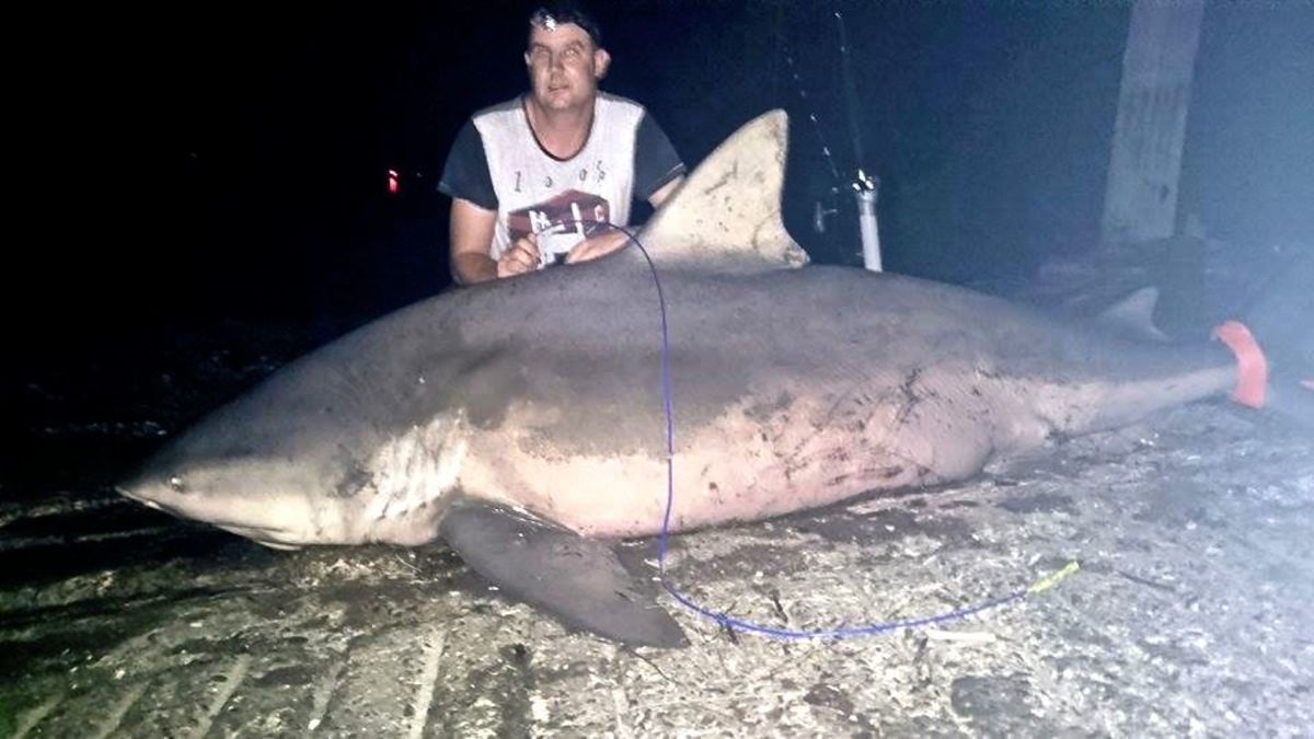 asn2-bull-shark