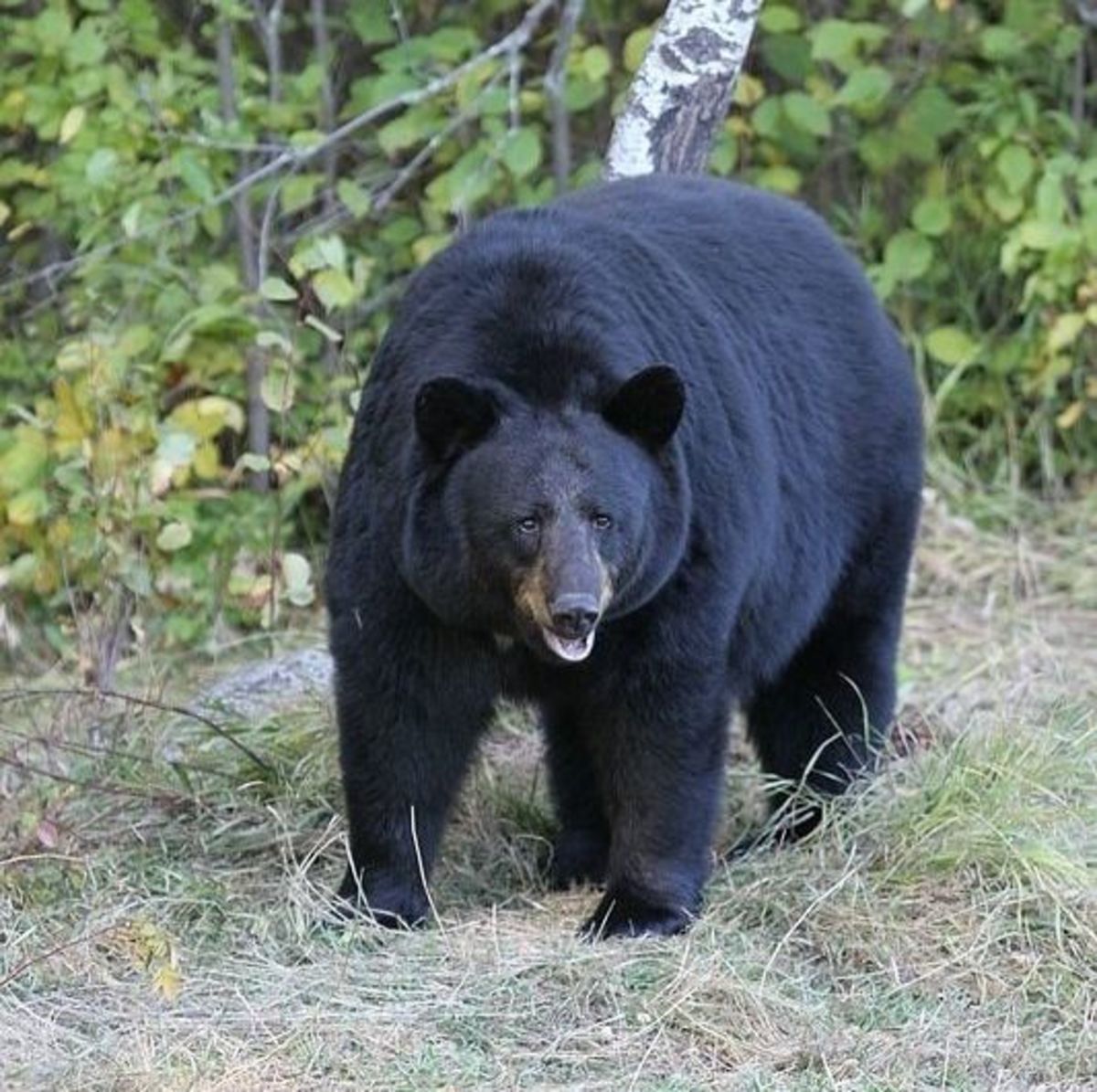 A black bear attacked a boy scout leader, dragging him into a cave in New Jersey.