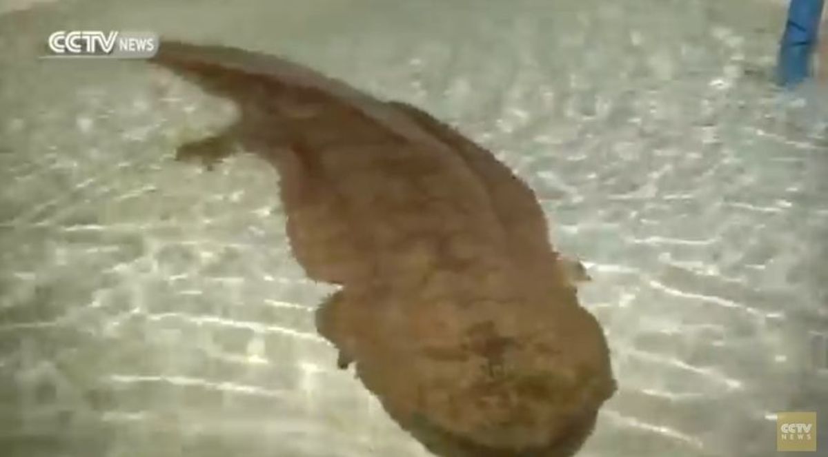 A 104-pound giant salamander was discovered in a cave by a fisherman in China.
