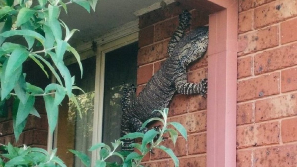 An Australia man was shocked to find a giant lizard climbing on the side of his house