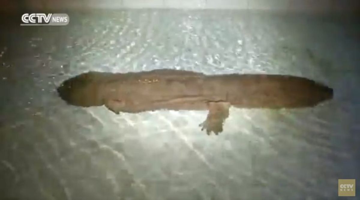 The giant salamander is often referred to as a living fossil.