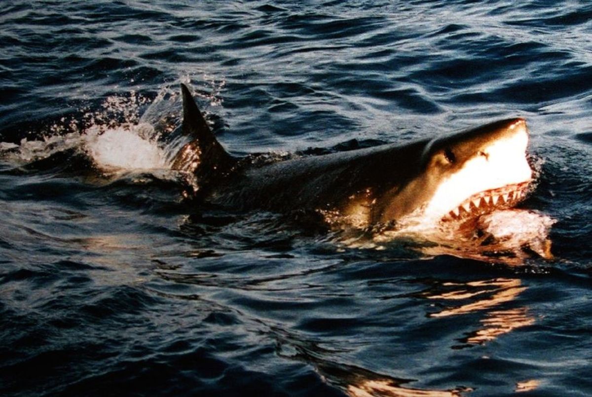 A Venezuelan man was attacked by a shark moments before a rescuer was about to pluck him from the sea.