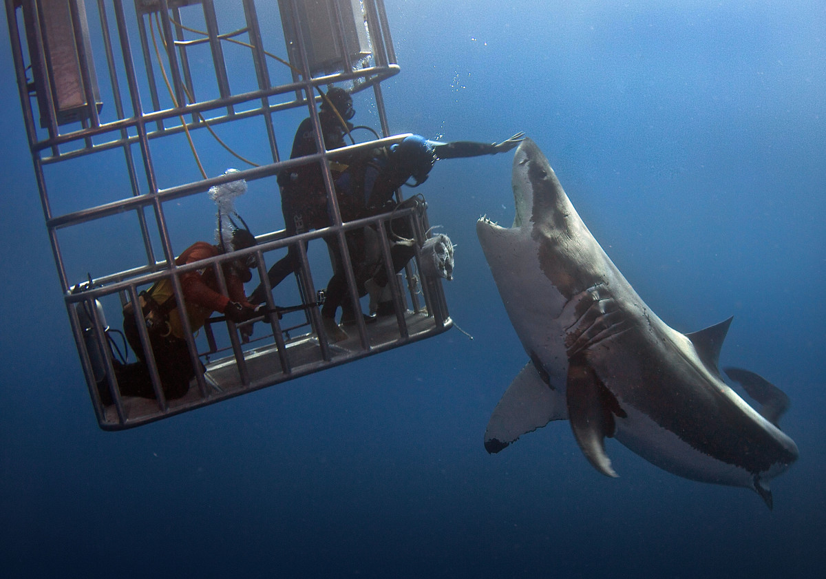 A diver dangerously leans out of a shark cage to touch the nose of a great white shark at Guadalupe Island.