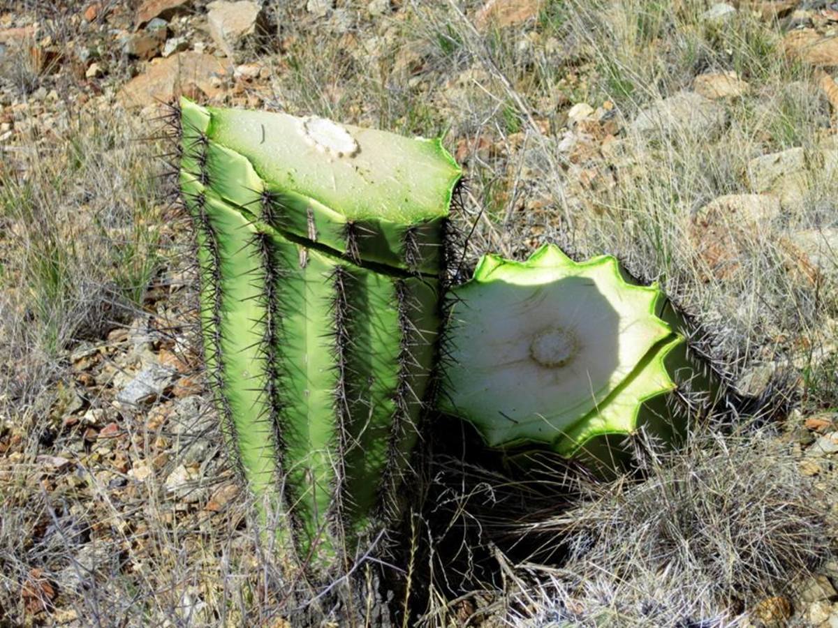 Cactus1