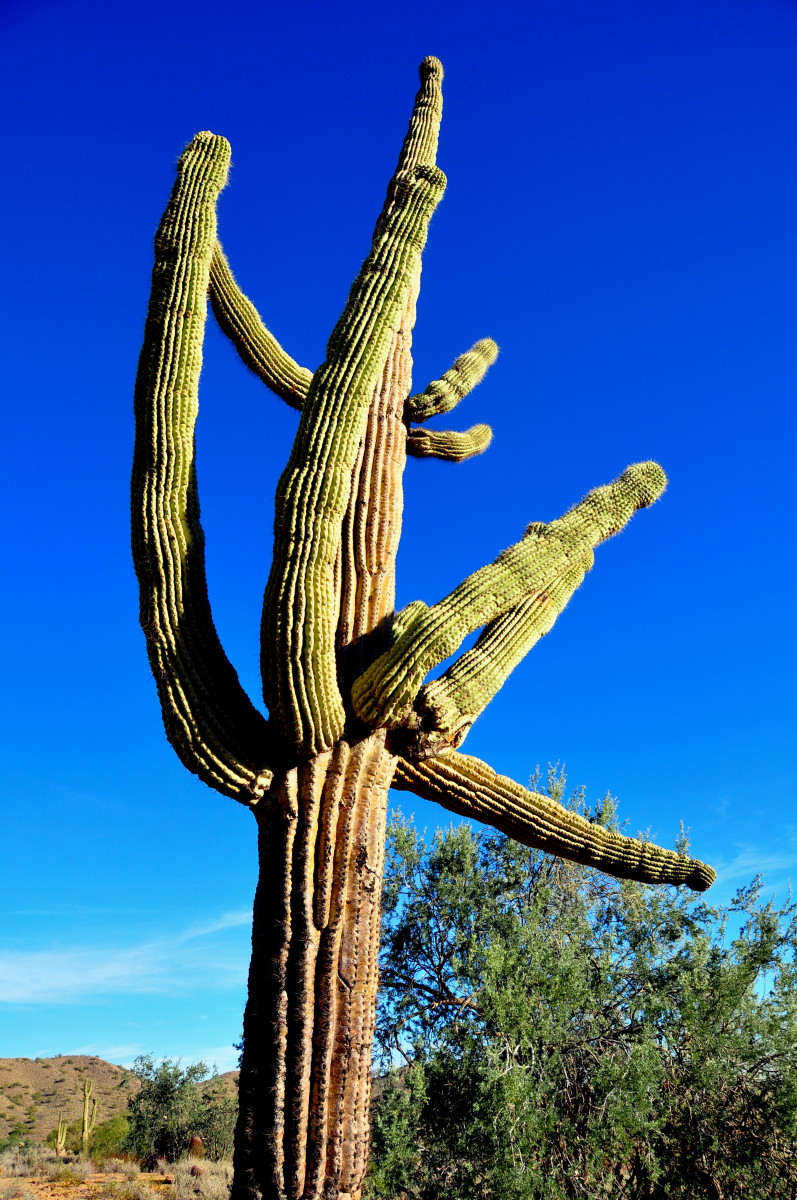 SaguaroCactusAZ