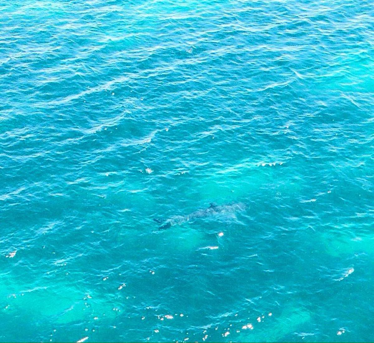 SharkSpotters