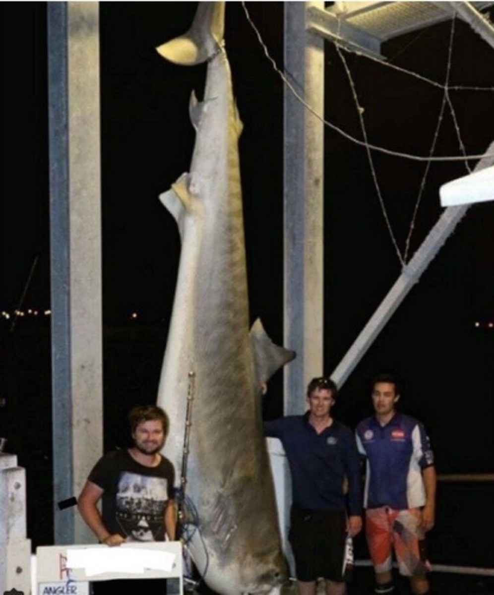 Tigershark.jpeg