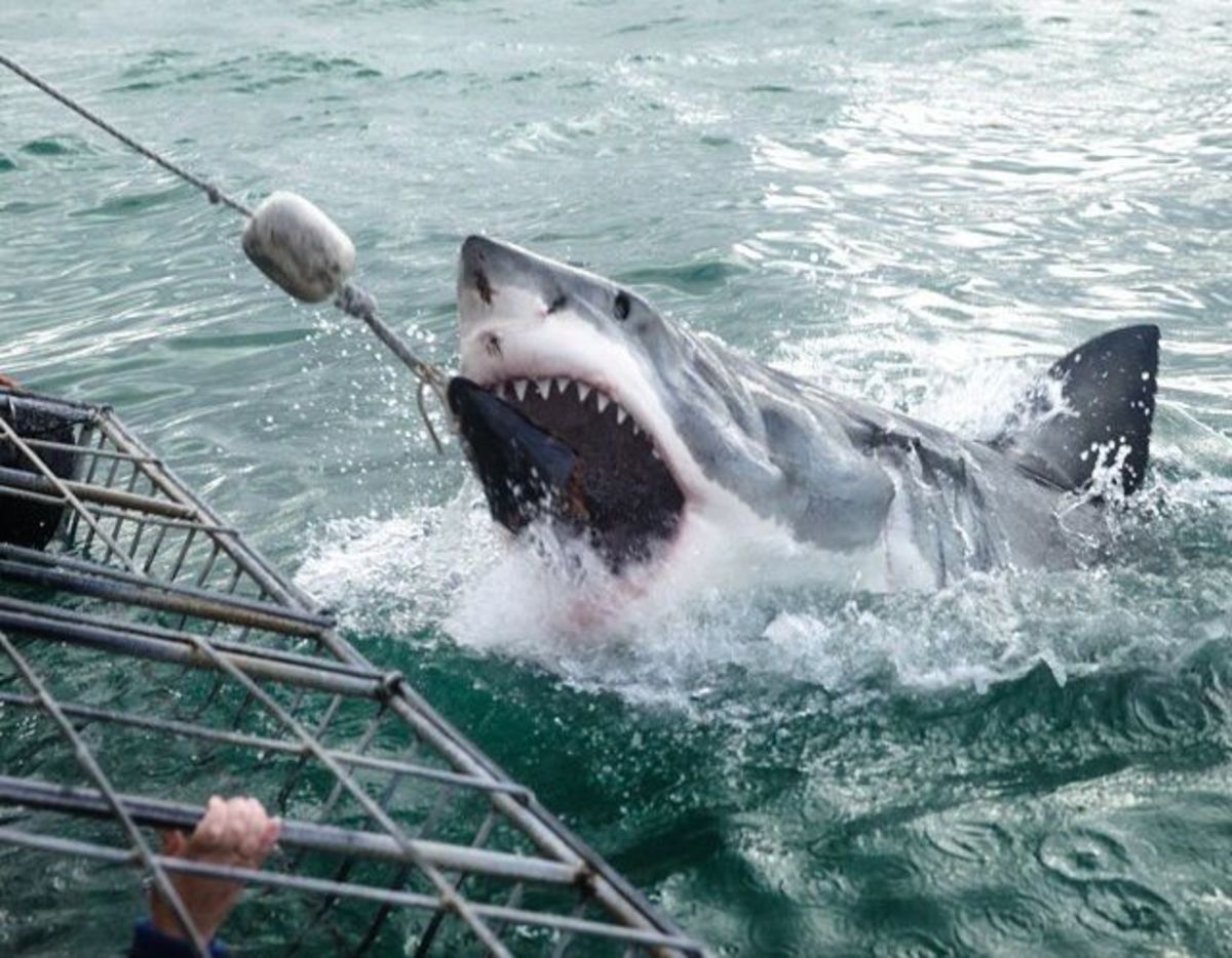 Locals on Stewart Island say shark cage diving has made great white sharks more aggressive. 