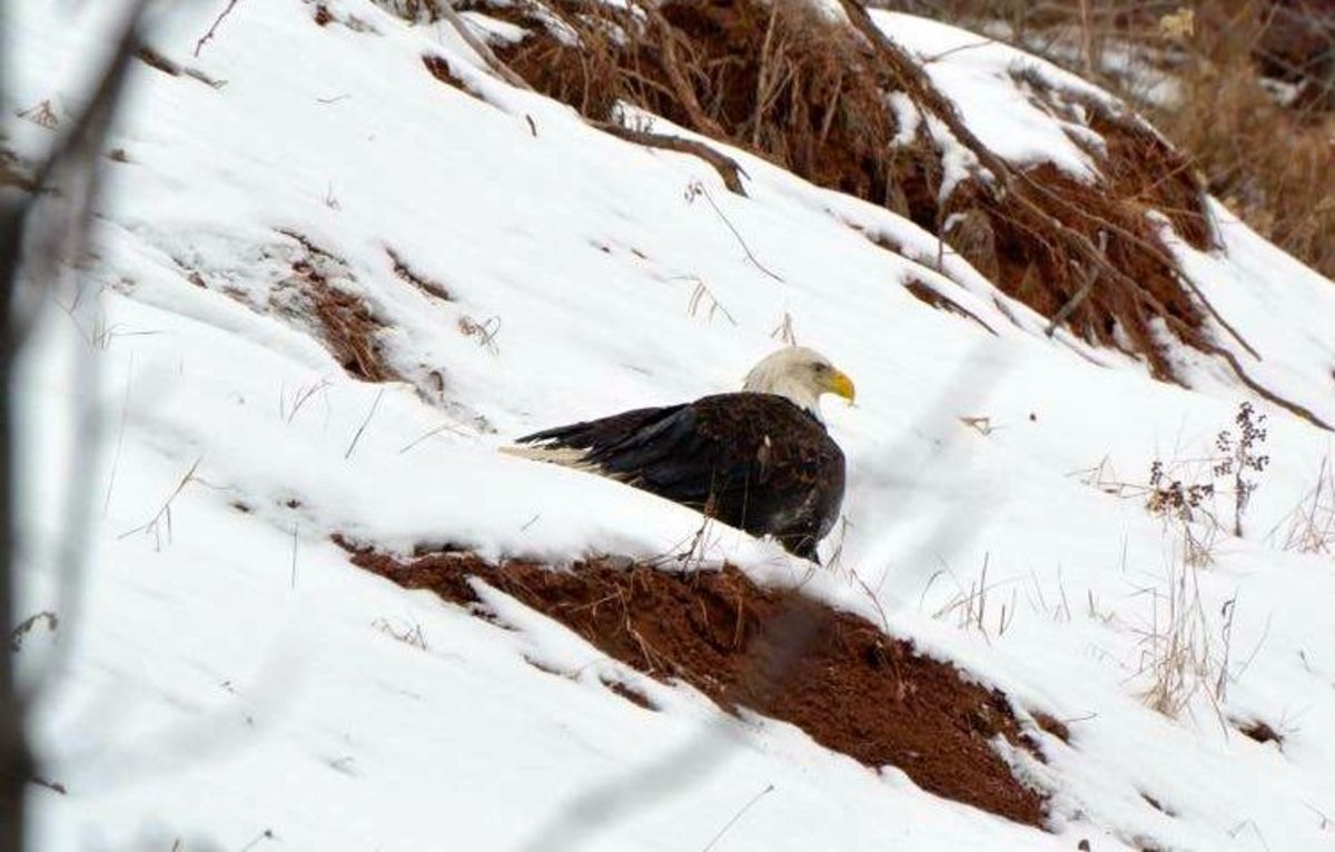 The bald eagle was ailing with frozen feathers and a shoulder injury.