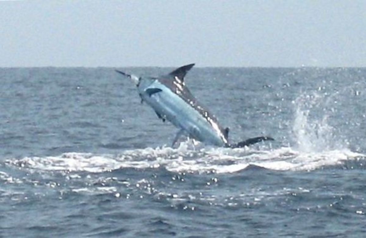 Black marlin attacks, kills woman snorkeler in Indonesia Men's Journal
