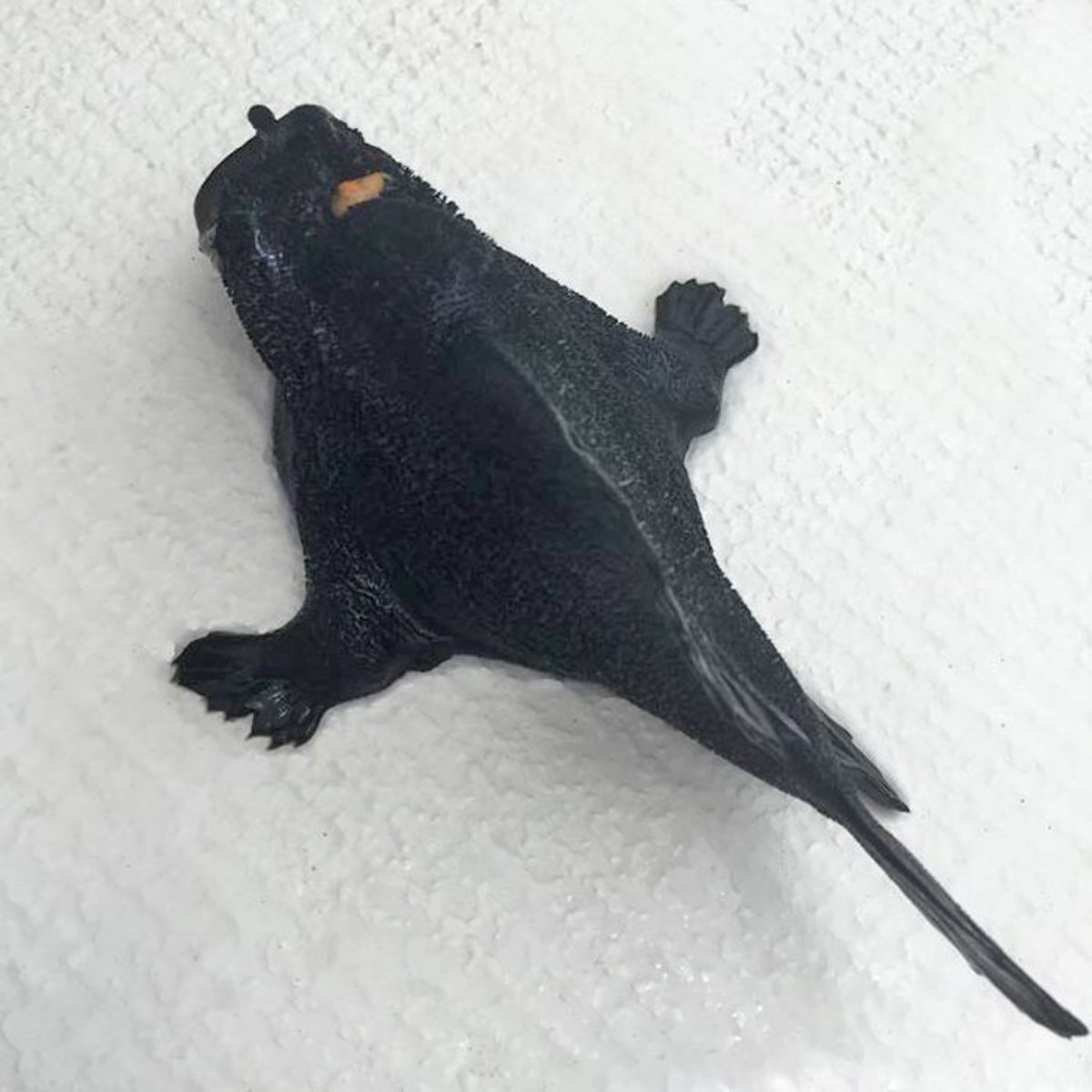 The two-legged fish was identified as a striped frogfish