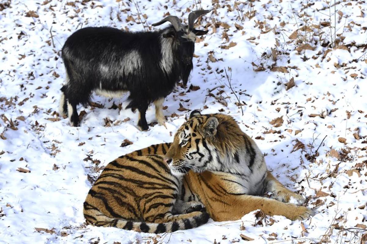 Unlikely tiger and goat friendship gained worldwide attention; now it’s