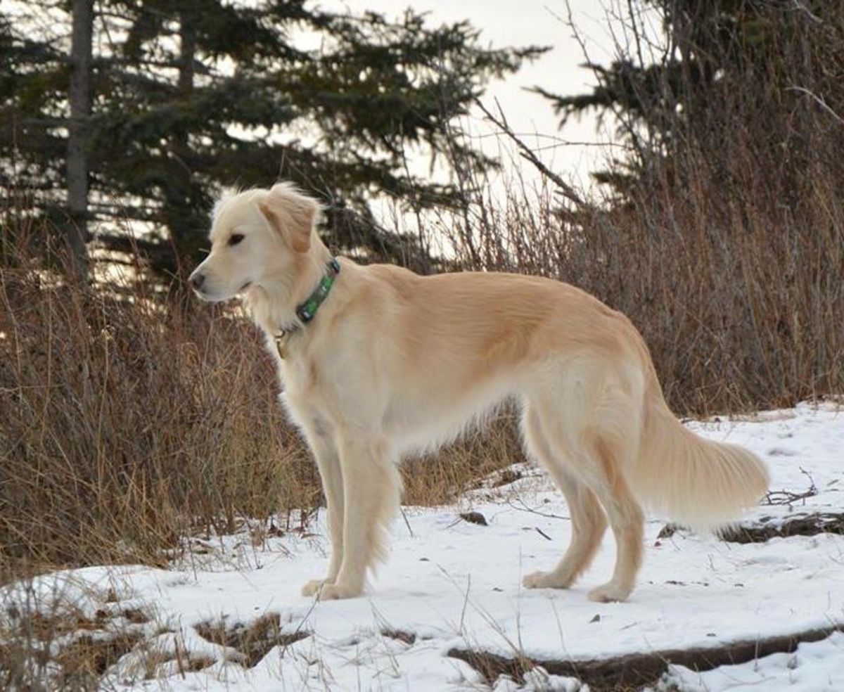Kenai helped rescue a freezing bald eagle near Lake Superior.