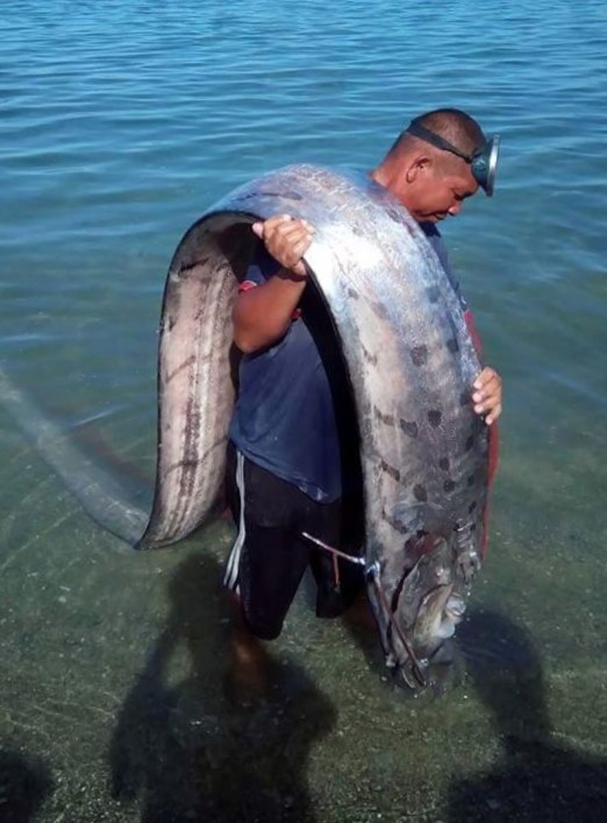 The monstrous sea creature known as an oarfish is removed from the water.