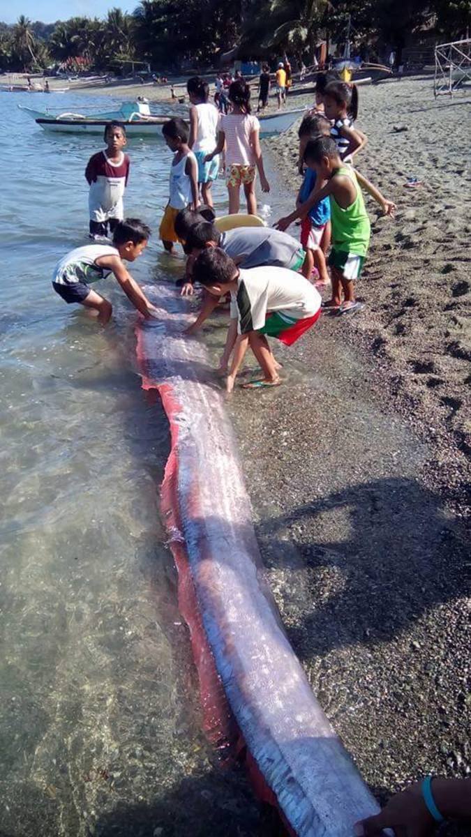 Kids gawk at a sea creature they had never seen before.