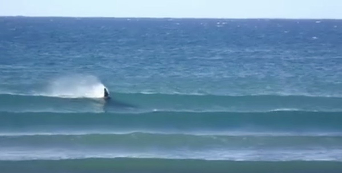 Orca