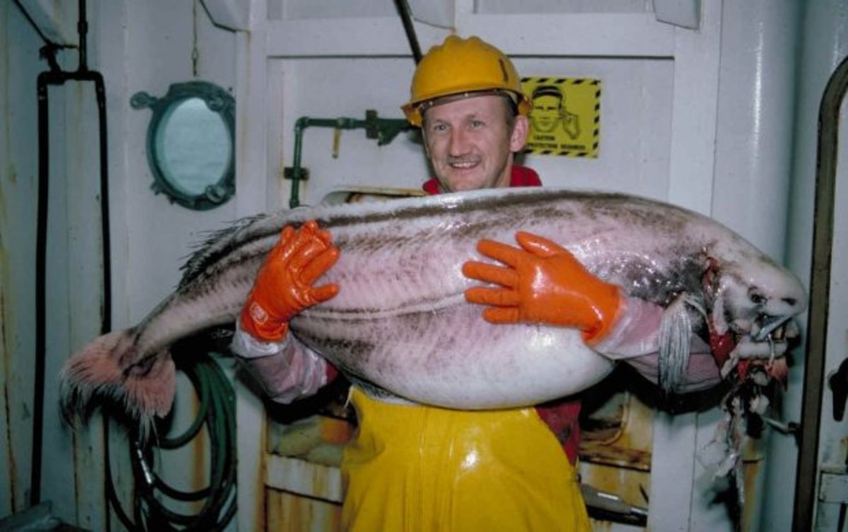 An undated photo of a ragfish from NOAA, similar to the one that recently washed ashore in Gustavus, Alaska.