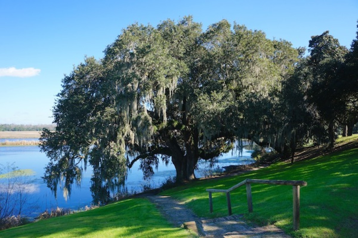 Grand oak along the Ashley River. Photo by Shelley Kuczkir.