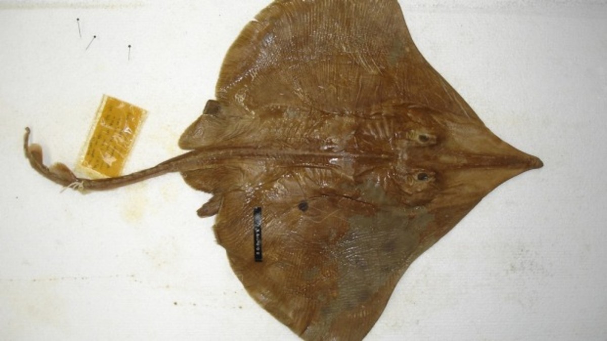 What a smooth skate looks like.
