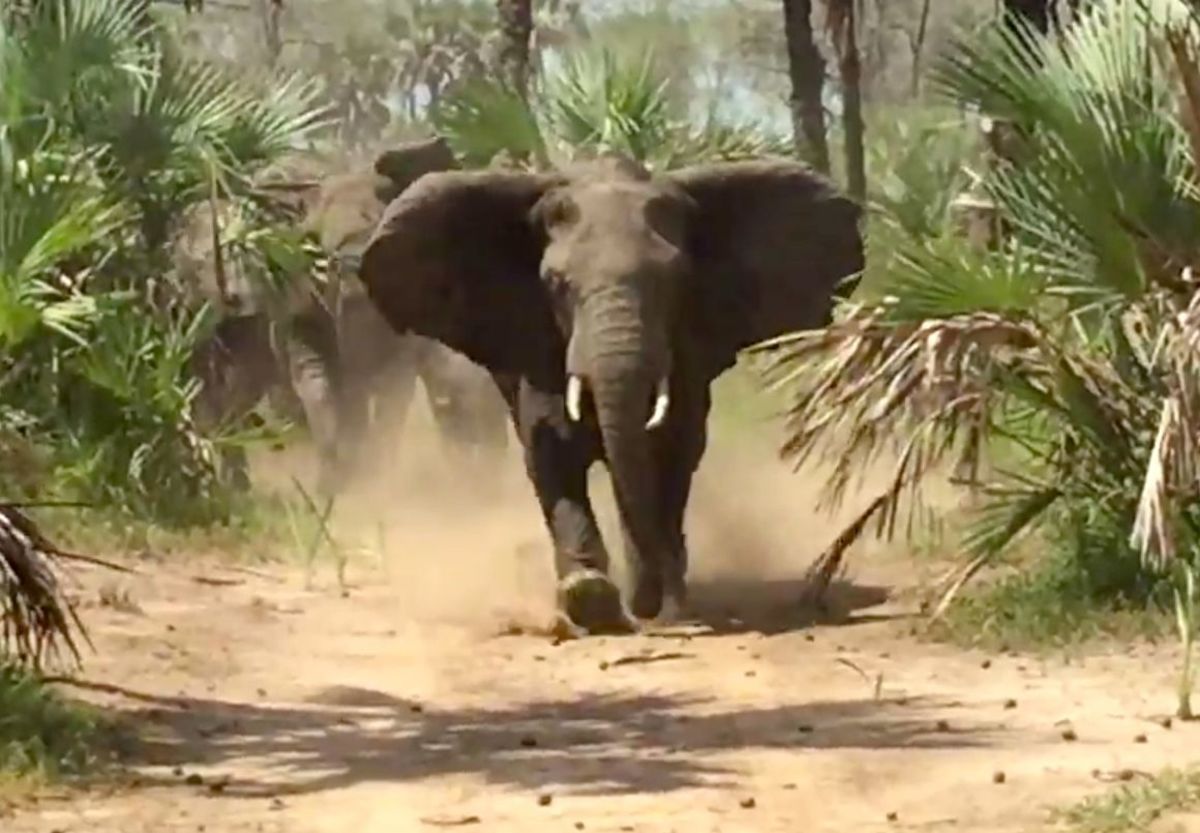 Angry elephant herd charges Sen. Jeff Flake and his convoy in Gorongosa National Park in Mozambique.