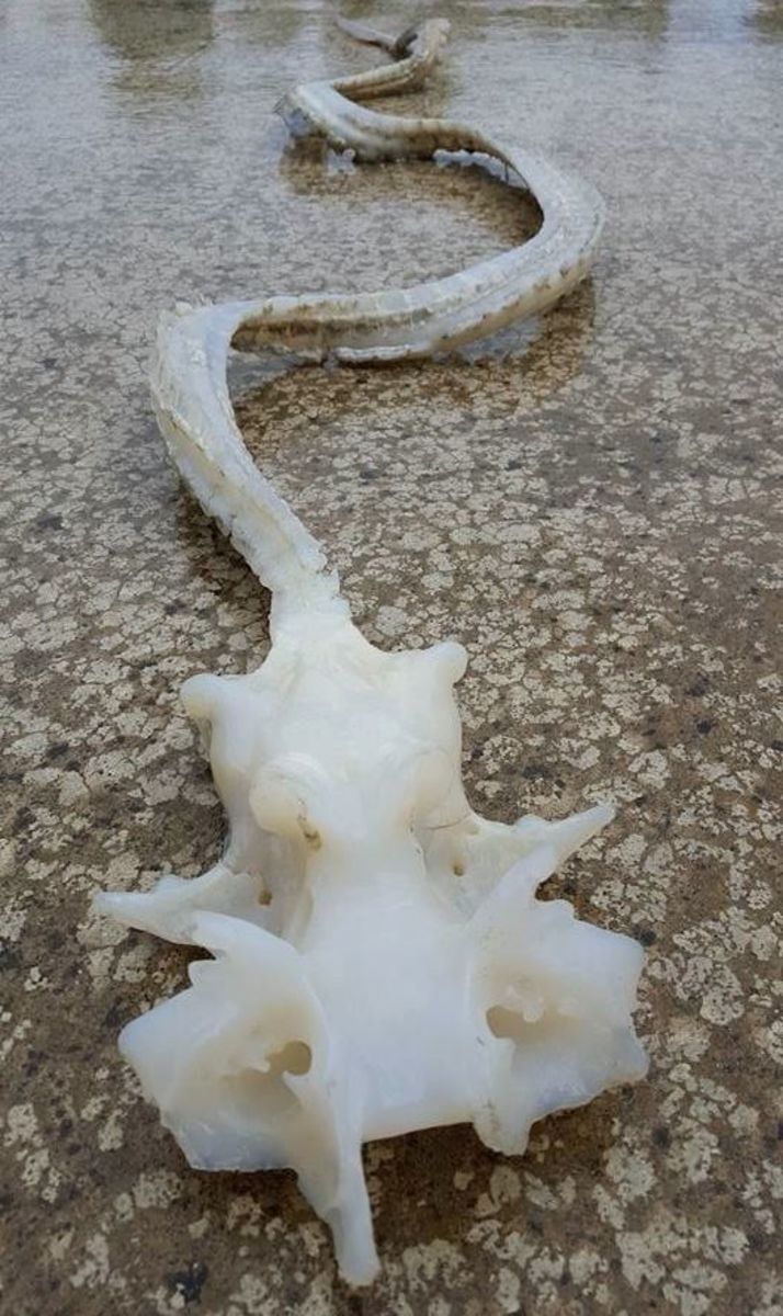 A woman was puzzled over the identity of this bizarre-looking sea creature.