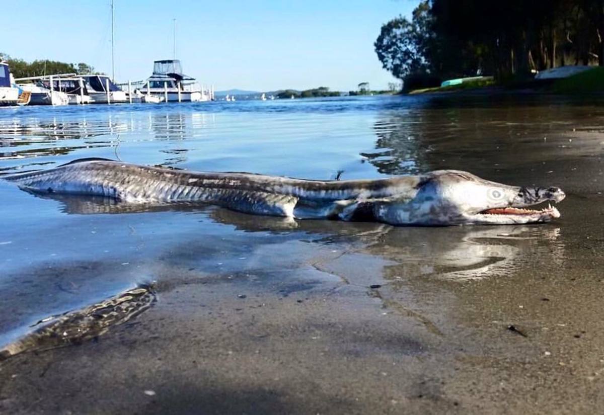 A photo of a "sea monster" created a buzz of curiosity until an expert stepped forward to identify it.
