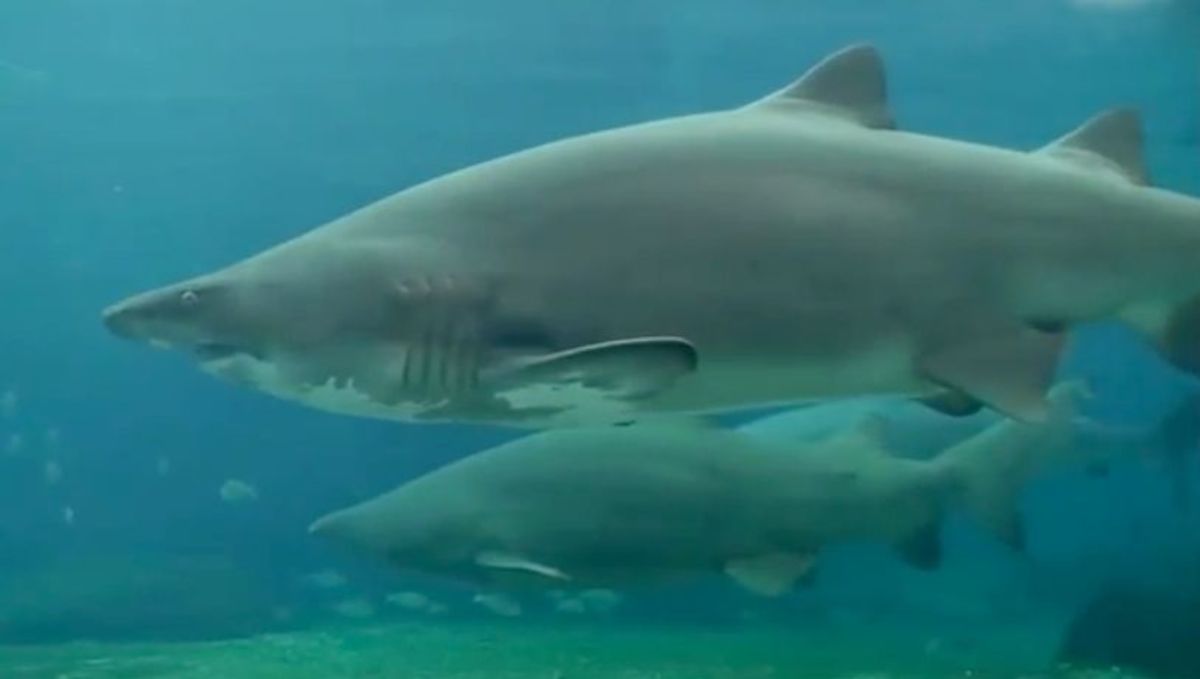 Image result for sand tiger shark